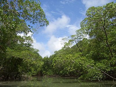 生物多様性に富む地域例：アマゾン熱帯雨林